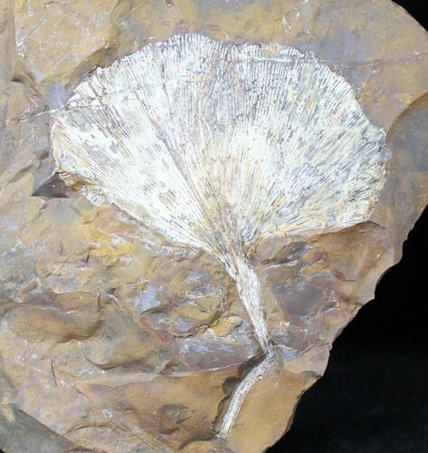 Huge Fossil Ginkgo Leaf Plate - North Dakota #19804